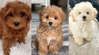 Maltipoo  Funny and Cute dog video compilation in 2022 [upl. by Massie100]