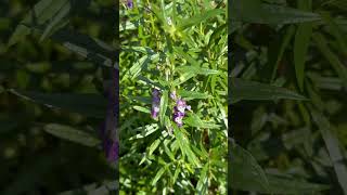 Flowers of Angelonia salicariifolia [upl. by Ennadroj240]