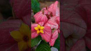 Mussaenda erythrophyllaনাগপল্লীmussaenda flowers birdschirping shortvideo [upl. by Sasnak250]