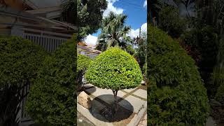 Minha bela arvoreta de Pingodeouro 🌳💚 poda plantasdecasa jardim topiaria gardendecor dicas [upl. by Aciret]