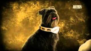 Dogs 101 Affenpinscher [upl. by Aicilas]