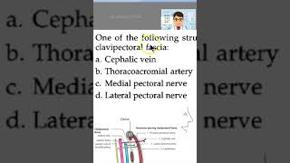 Anatomy 050 ClaviPectoral fascia pierce Upper Limb mcq [upl. by Dwayne]