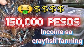 150K KITA SA CRAYFISH FARMING ALAMIN KUNG PAANO [upl. by Ainatnas]