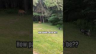 Elkhound vs Deer Standoff [upl. by Aneahs719]