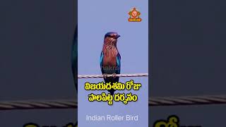 విజయదశమి రోజు పాలపిట్ట దర్శనం vijayadashami dasara SamiPooja jammi birds trending milkbird [upl. by Asiat]