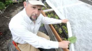 Preventing Leaf Miners on Spinach [upl. by Aremahs]