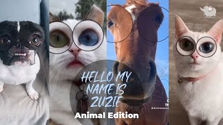 HELLO MY NAME IS ZUZIE EW TIKTOK TREND ANIMAL EDITION  FUNNY ANIMAL VIDEO COMPILATION [upl. by Nylekcaj]