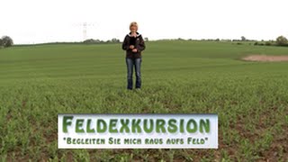 5 Feldexkursion Leguminosen Erbsen  NU Agrar 13052015 [upl. by Rolyks]