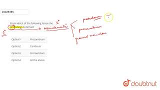 From which of the following tissue the protoderm is derived [upl. by Esaj473]