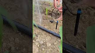 sprinkler irrigation system shortfeed agriculture naturefarming water irrigation [upl. by Oidualc]