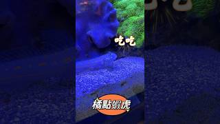 療癒橘點蝦虎 吃沙沙濾沙沙 Orange Spotted Blenny blennymov fish 蝦虎 [upl. by Cohn]