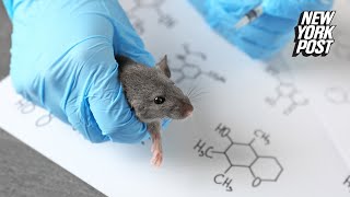 Chinese lab crafts mutant COVID19 strain with 100 kill rate in ‘humanized’ mice [upl. by Thornie144]