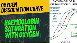 OXYGEN DISSOCIATION CURVE  FULLY EXPLAINED  neet2024 biology zoology respiration [upl. by Hsizan]