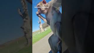 Monkey does hilarious backflip off car in safari enclosure Shorts [upl. by Linneman]