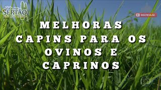 QUAL O MELHOR CAPIM PARA OVINOS E CAPRINOS  24102021 [upl. by Haduj]