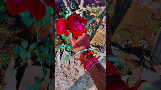 Deva tonu red rose ni red rose panjabisong newsong trendingsong lovestatus love [upl. by Marozik438]