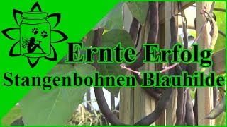 Stangenbohnen Blauhilde  Ertrag amp Ernte Erfolg [upl. by Frants]