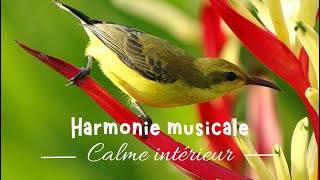 Musique de Relaxation Profonde Apaisement Émotionnel Soulagement du Stress et Harmonie du Cœur [upl. by Adams]