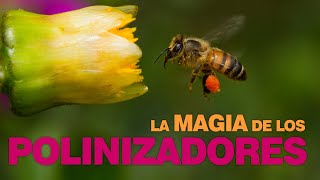 Conoce a las abejas  Videos Aprende 🐝 [upl. by Nadroj]