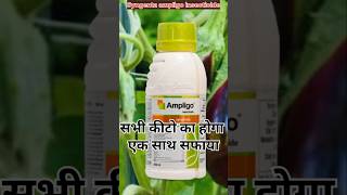 Ampligo।syngenta ampligo insecticide। Ampligo insecticide। shortsfeed shortvideo shortviral [upl. by Eiwoh]