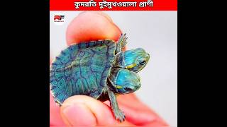 আল্লাহর কুদরতি দুই মুখওয়ালা প্রাণী 😲 Two headed Creatures shorts animals facts [upl. by Lais]