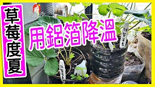 【草莓苗、鋁箔降溫】（草莓度夏）（6草莓）水培、水耕種植PH檢測儀用法講解慎選草莓苗請打開CC字幕 肥媽的店 [upl. by Ellerret]