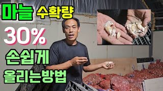 마늘농사에서 절대하지말아야할 3가지 이것만조심하면 됩니다마늘수확량 손쉽게 올리는방법 [upl. by Adnolrehs]