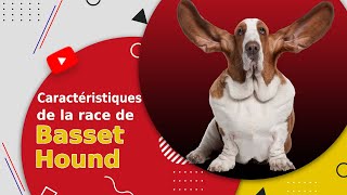 Caractéristiques De La Race De Basset Hound 🐶 [upl. by Hisbe]