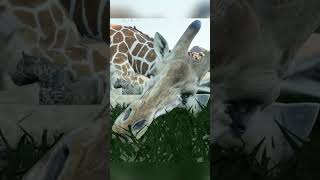 Giraffe🦒Taking Care Of Leopard Cub 🐆 Animalia Survival shorts [upl. by Rachel]