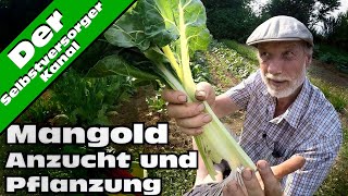 Mangold Anzucht und Pflanzung und Test [upl. by Ardnued542]