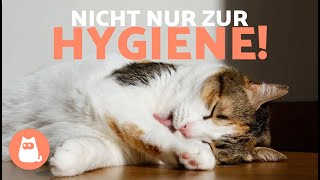 Warum LEECKEN sich KATZEN WIRKLICH 🐱👅 3 Gründe [upl. by Aisatsana]