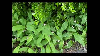 Lilies of the Valley in Frelinghuysen Arboretum New Jersey May 6 2024 [upl. by Eslud]