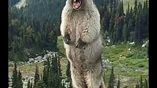 Funny marmot screaming vines compilation 2016 marmot screaming remix vines [upl. by Rabjohn]