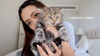 I adopted a kitten 🐱 first 24hrs at home [upl. by Nealy647]