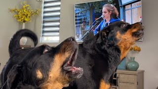 DOGS SINGING with ALLIE SHERLOCK Shallow Cover [upl. by Lyndsie]