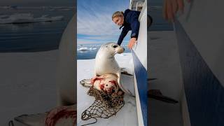 A touching story about a mother seal calling for help from the sailors on the ship to save her baby [upl. by Philipson]