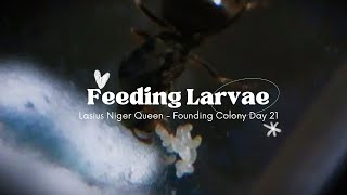 Lasius Niger Queen Feeding Larvae [upl. by Yci202]