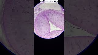 Bronchioles histology slide under microscope 🔬youtube [upl. by Eibbed744]