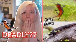 Firebelly Newt CARE GUIDE [upl. by Paulina478]