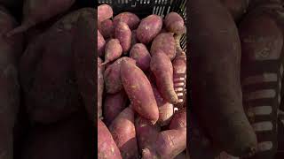 Winter farmers market farmer produce organic apple kale sweetpotato farmersmarket [upl. by Eenttirb]