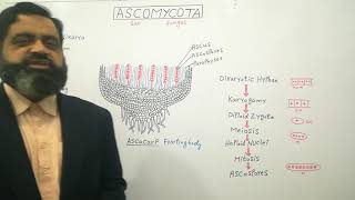 Ascomycetes English medium profmasoodfuzail Ascomycota  Sac Fungi  Ascocarp  Ascospores [upl. by Ume]