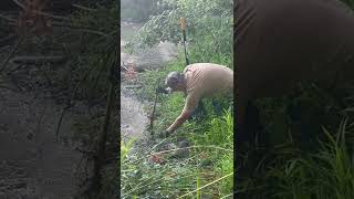 Planting cattail plants  cattails plantingideas planting pond [upl. by Lisle]