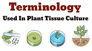 Terminology Used In Plant Tissue Culture  Lec 03 [upl. by Tadeas601]