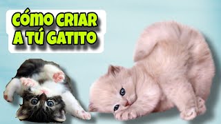 ¡Consejos Infalibles para Educar a tu Gatito [upl. by Darell]