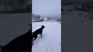 The moment the dog sits in the snow [upl. by Yuzik]