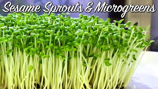 How to Grow Sesame Sprouts amp Sesame Microgreens  No Drain Tray Method 微绿芝麻菜芽 [upl. by Cire18]