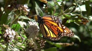 Des millions de papillons monarques [upl. by Nnylatsyrk]