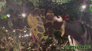 Snake Animatronic Rainforest Cafe Nashville TN Summer 2021 [upl. by Rinaldo]