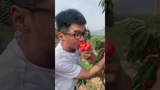 Planting of new fruit plantsfarming healthyfoood food vairalvideo shortvideo [upl. by Marena377]