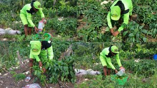 Reaping the third set of sweet pepper and picking some breadfruit [upl. by Gerrilee]